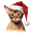 Abyssinian Cat Wearing a Santa Hat Royalty Free Stock Photo