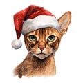 Abyssinian Cat Wearing a Santa Hat Royalty Free Stock Photo