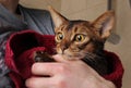 Abyssinian cat wet in red towel in master's hands