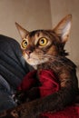 Abyssinian cat wet in red towel in master's hands