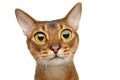 Abyssinian cat on white