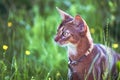 Abyssinian cat of wild color, close-up portrait, walks along the lawn with flowers