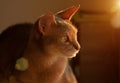 Abyssinian cat at window. Close up portrait of blue abyssinian female cat, sitting on chair headrest