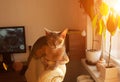 Abyssinian cat at window. Close up portrait of blue abyssinian female cat, sitting on chair headrest