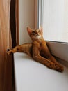 Abyssinian cat on a window sill