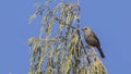 Abyssinian Catbird on Tree Branch Royalty Free Stock Photo