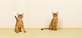 Abyssinian cats