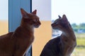 Abyssinian cats kissing close-up
