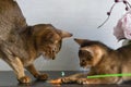 Abyssinian cats, mother and kitten, play