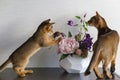 Abyssinian cats, mother and kitten, play