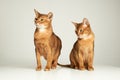 Abyssinian cats play on table with white background