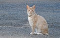 Abyssinian cross bred breed shorthair cream wild domestic cats pussycats pussycat feline pose portrait cat