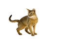 Abyssinian Domestic Cat, Adult against White Background