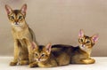 Abyssinian Domestic Cat, Adult and Kitten