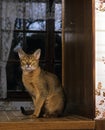 Abyssinian Domestic Cat, Adult sitting near Window