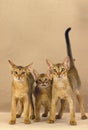 ABYSSINIAN DOMESTIC CAT, FEMALE WITH KITTENS