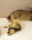 Abyssinian Domestic Cat, Kitten grooming