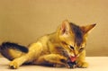 Abyssinian Domestic Cat, Kitten Licking its Paw