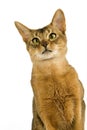 Abyssinian Domestic Cat, Portrait of Adult against White Background