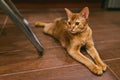 Abyssinian Funny Cat lies and rests on the tiled floor in the kitchen Royalty Free Stock Photo