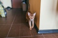 Abyssinian Funny Cat lies and walking around the apartment Royalty Free Stock Photo