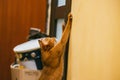 Abyssinian Funny cat in torn or scratches wallpaper with his sharp claw in the flat Royalty Free Stock Photo