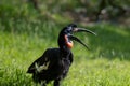 Abyssinian ground Hornbill bird perched on the ground Royalty Free Stock Photo