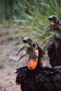 Abyssinian ground hornbill, Bucorvus abyssinicus, bird Royalty Free Stock Photo