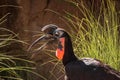 Abyssinian ground hornbill, Bucorvus abyssinicus, bird Royalty Free Stock Photo