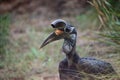 Abyssinian ground hornbill, Bucorvus abyssinicus, bird Royalty Free Stock Photo