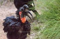 Abyssinian ground hornbill, Bucorvus abyssinicus, bird Royalty Free Stock Photo