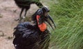 Abyssinian ground hornbill, Bucorvus abyssinicus, bird Royalty Free Stock Photo