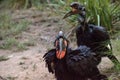 Abyssinian ground hornbill, Bucorvus abyssinicus, bird Royalty Free Stock Photo