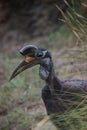 Abyssinian ground hornbill, Bucorvus abyssinicus, bird Royalty Free Stock Photo