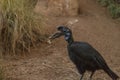 Abyssinian ground hornbill, Bucorvus abyssinicus Royalty Free Stock Photo