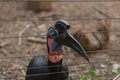 Abyssinian ground hornbill, Bucorvus abyssinicus Royalty Free Stock Photo