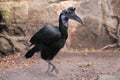 Abyssinian ground hornbill Royalty Free Stock Photo