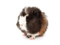 Abyssinian guinea pig, Cavia porcellus Royalty Free Stock Photo