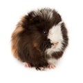 Abyssinian guinea pig, Cavia porcellus