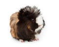 Abyssinian guinea pig, Cavia porcellus Royalty Free Stock Photo