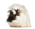Abyssinian Guinea pig, Cavia porcellus, sitting Royalty Free Stock Photo
