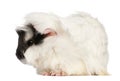 Abyssinian Guinea pig, Cavia porcellus, sitting Royalty Free Stock Photo