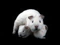 Abyssinian Guinea Pigs