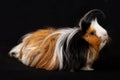 Abyssinian Guinea Pigs & x28;Cavia porcellus& x29;