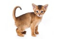 Abyssinian kitten