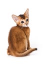 Abyssinian kitten