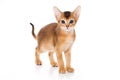 Abyssinian kitten