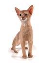 Abyssinian kitten