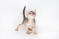 Abyssinian kitten