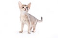 Abyssinian kitten